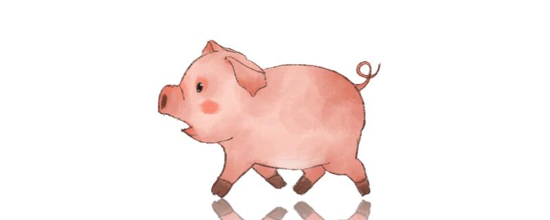 属猪人做什么生意最旺,今年猪人命运财运怎样