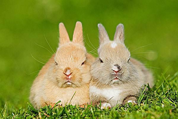 属兔人的爱情观和性格,生肖兔命中有两大贵人