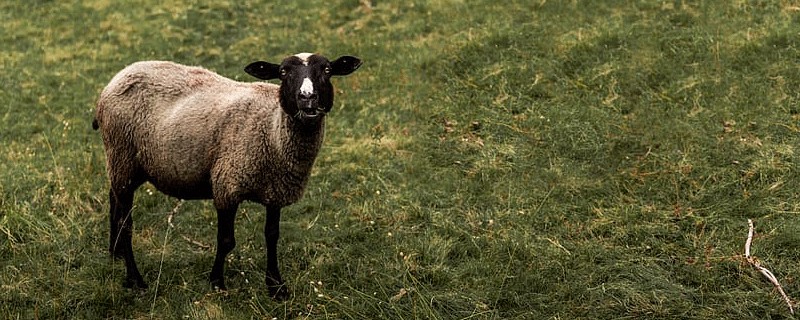 属羊人今年什么颜色是幸运色,属羊今年的幸运色是什么颜色