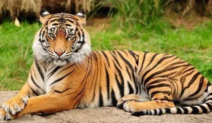 属虎的是几几年的12岁,属虎的多少岁了