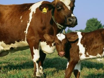 属牛的上等出生时辰,1997年属牛的是什么命