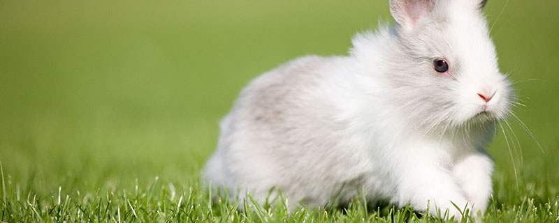 生肖兔出生月份好,属兔子几月出生的好
