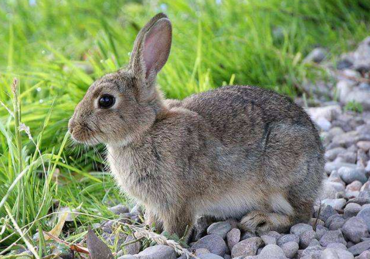 99年的属兔什么命,六三年属兔的是什么命