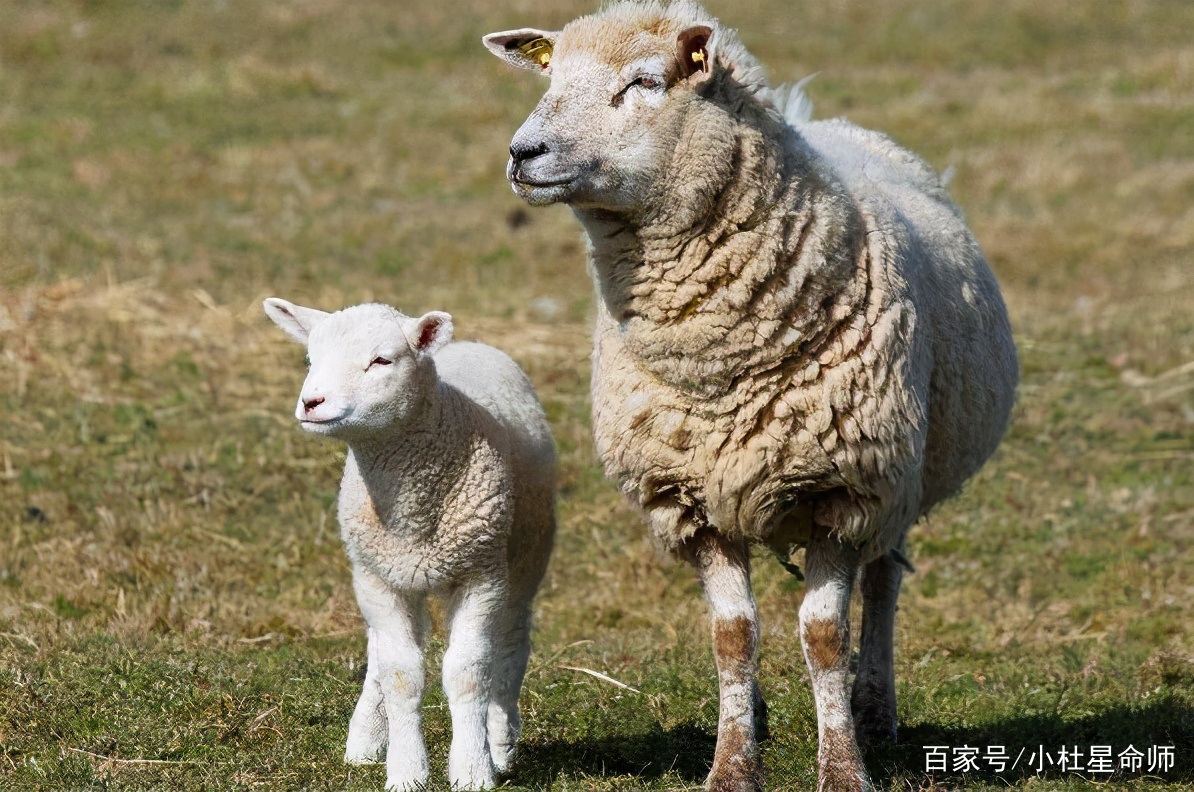 属羊的人长相怎么样,属羊的人性格和脾气是怎么样的