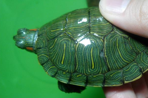占卜用的龟壳,占卜的龟壳用的是什么乌龟