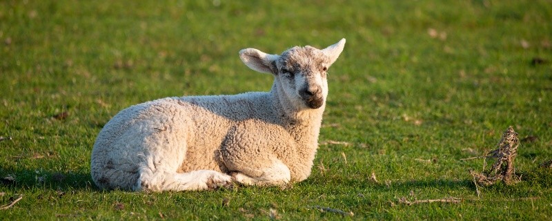 属羊的人几月出生最好一月,属羊人十二月运势如何