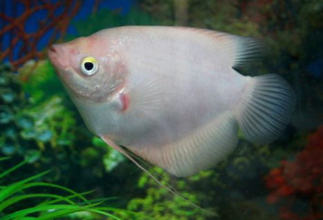红眼招财鱼是什么品种,招财鱼红眼和黑眼哪个好