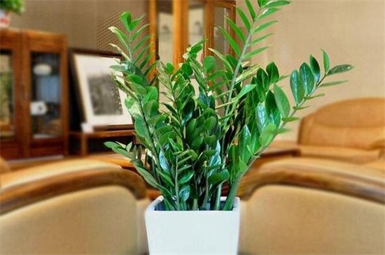 十大客厅风水植物名称,客厅摆放什么植物招财