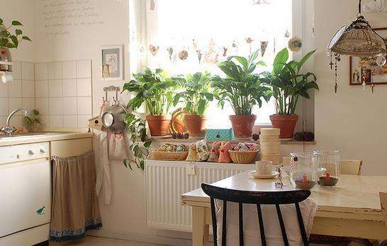 风水上厨房养什么花和植物好,12种厨房风水禁忌