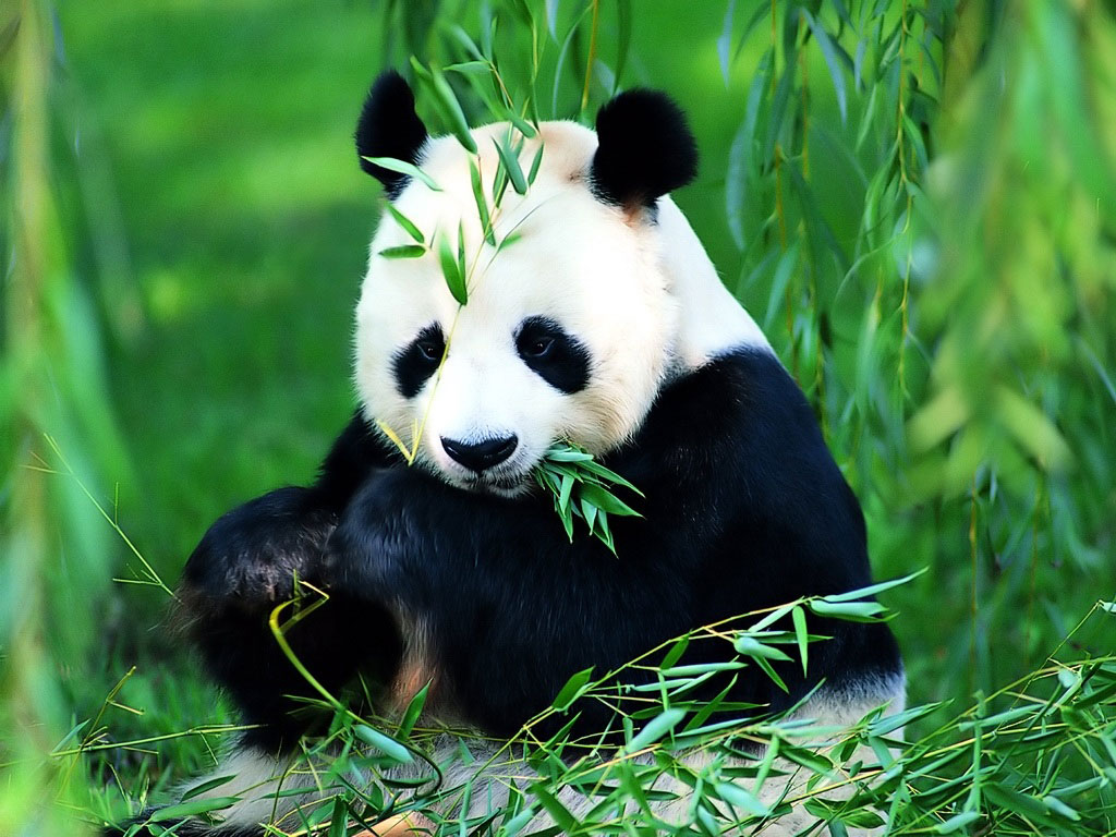 熊猫起名字叫什么,熊猫怎么起名