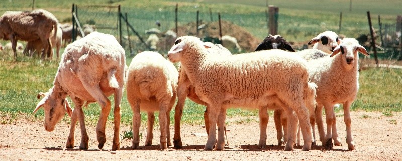 属羊今天最大多少岁了,属羊的年龄表2023