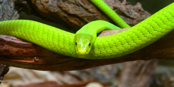 女人梦见绿色大蛇什么预兆,已婚女人梦见一条绿蛇