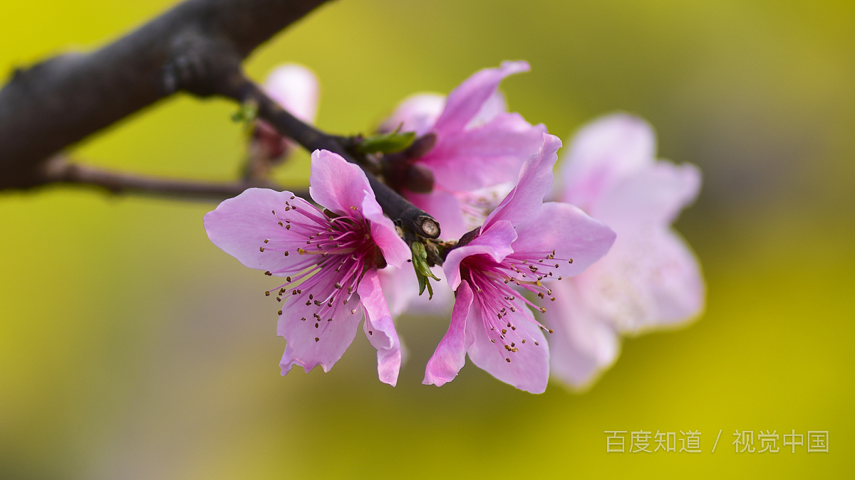 八字看桃花运时间,什么时候走桃花运