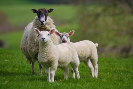 属羊的是19几几年生人,九十多岁属羊的是哪年生的
