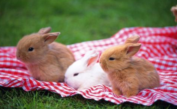 属兔子的和什么属相不合,兔子跟兔的属相合不合