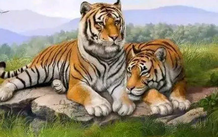 属虎的24岁是哪一年,48岁属虎是哪年出生的