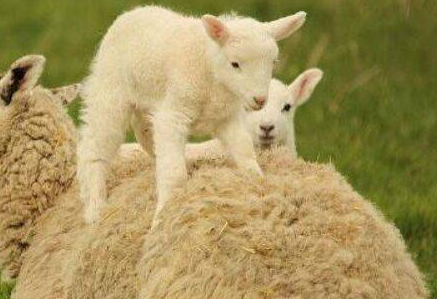 属羊人遇牛年下半年运势,属羊人遇到牛年如何化解不利