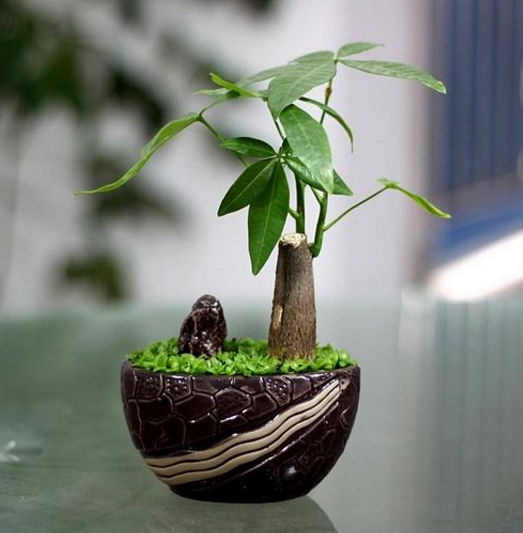 办公室放什么植物最招财,办公桌上摆放什么植物招财