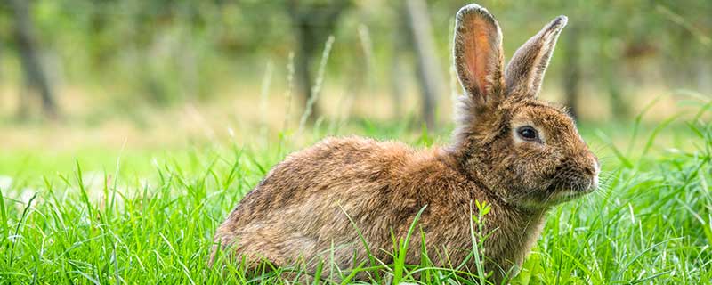兔相冲的生肖是什么,兔犯冲的属相有哪些