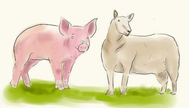 羊和猪的属相合不合婚姻,猪跟羊的属相合不合
