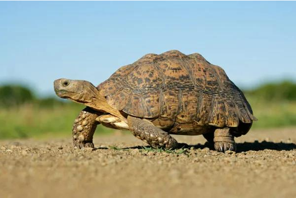 龟壳为什么可以占卜,占卜用多大的龟