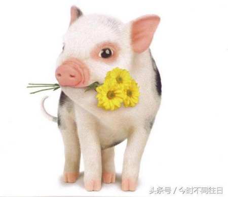 什么属相命不好,哪个属相的女人最好命