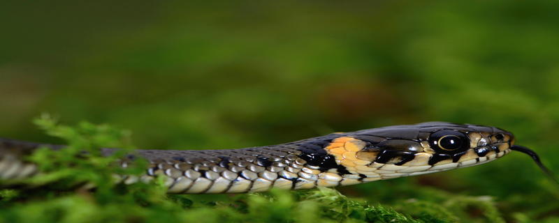 属蛇的今年是不是不适合养动物,属蛇的人可以养蛇吗