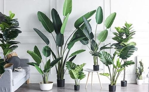 八种植物能旺财旺宅,客厅放什么植物顺利又招财