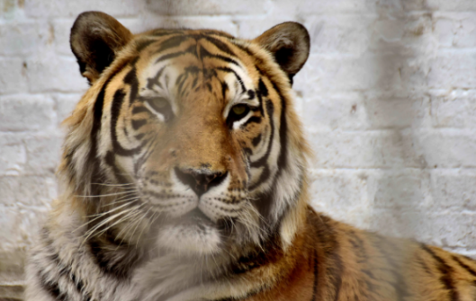 2023是属虎的第几个本命年,2023本命年多大年龄