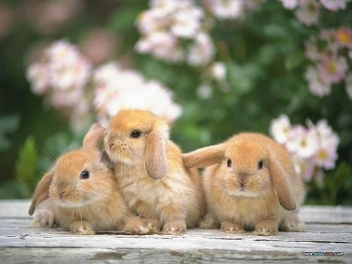 梦见很多小白兔子是什么意思周公解梦,做梦梦到兔子是啥征兆