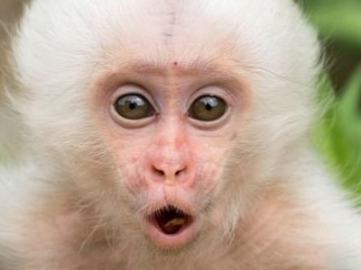 1992年九月初九属猴是什么命,属猴的几点出生有福气