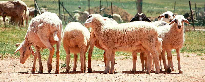 1979年属羊最难熬的年龄,1979年属羊几月出生好