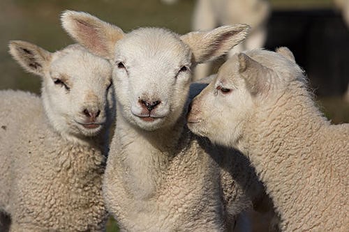 人家都说属羊的命苦是真的吗,91年属羊的是什么命