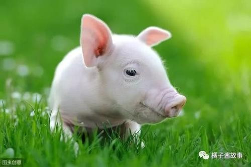 属猪的都是哪个年出生的,属猪有哪几年出生