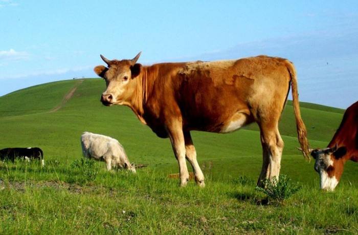 属牛的人值太岁什么意思,值太岁是什么意思属牛