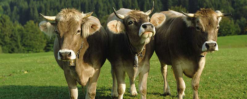 属牛的相冲属相是什么,属牛犯冲的四个属相