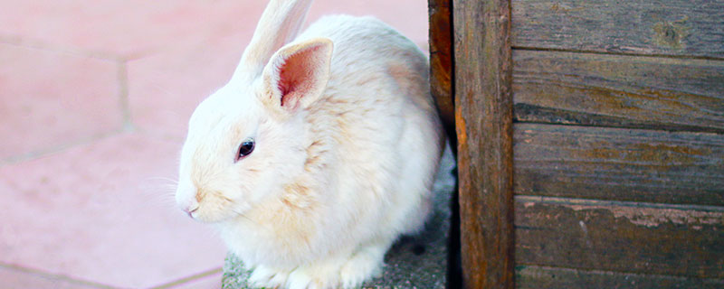 属兔的多少岁了哪年出生,1999年属兔男的官运
