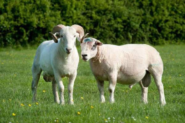 属羊的哪种羊命最好,属羊2023年命中贵人
