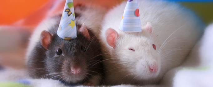 属鼠哪一天出生的日子最好,72年属鼠的是什么命
