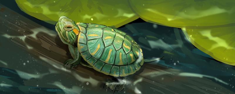 招财龟能和巴西龟放在一起养吗,黄金招财龟是巴西龟