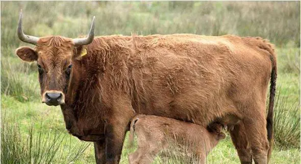 1997年生肖牛在2023年的运势,97年属牛最不宜住几楼