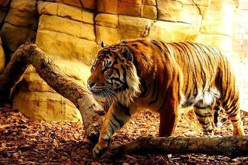 周公解梦梦见老虎和狮子,女人梦见老虎的好处