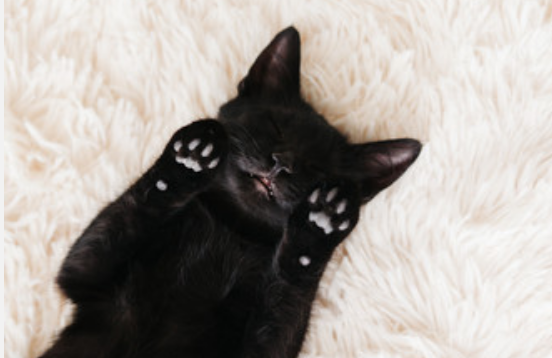 孕妇做梦梦见黑猫,做梦梦见黑猫是什么意思