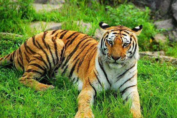 虎生肖的人是什么性格特点,属虎的性格和脾气