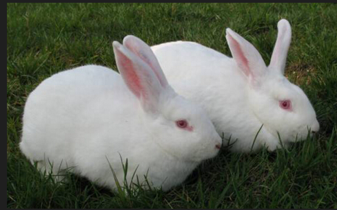 2023年属兔人的小人是属什么相的,属兔的和什么属相不合