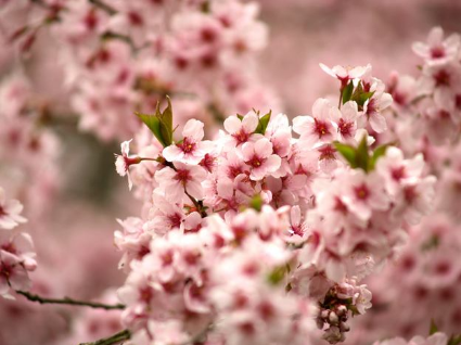 算命里面的走桃花运是什么意思,走桃花运的时候要注意什么