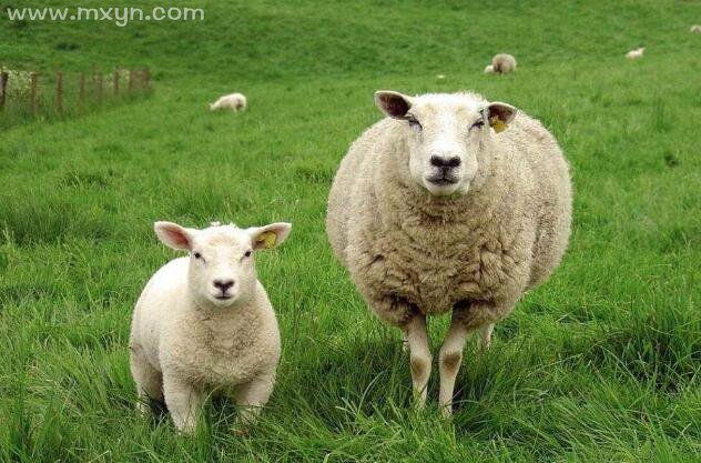 属羊人梦见羊是什么意思,属羊梦到羊是什么意思