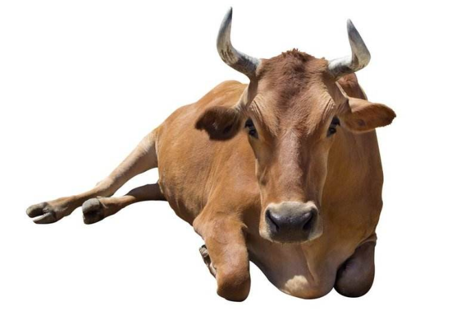 61年的属牛人的寿命,生肖属牛一生的克星是谁