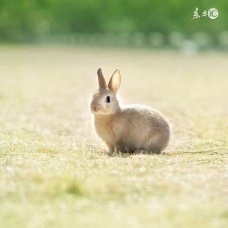 属兔人生于八月命运如何,1987属兔和1990属马