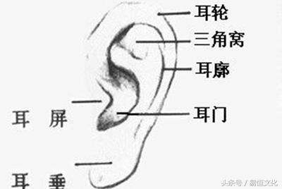 耳垂是弯的面相,耳朵向内弯曲面相